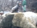 Sea Lion Feeding @ The Central Park Zoo (January 2008)