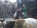Sea Lion Feeding @ The Central Park Zoo (January 2008)