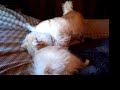 Puppies Playing