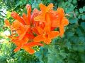 Click here to watch this video Tecomaria Capensis.wmv