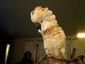 ZOEY THE MOLUCCAN COCKATOO HAS ADD DISORDER (CRAZY BIRD)