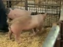 Why is it better to have a latter maturing pig opposed to an early maturing pig?