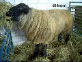 Suffolk Sheep Suffolk Sheep