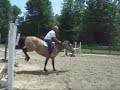 Millie- Buckskin Hunter/Jumper for LEASE Millie- Buckskin Hunter/Jumper for LEASE