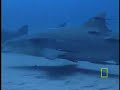 Lemon Sharks Lemon Sharks