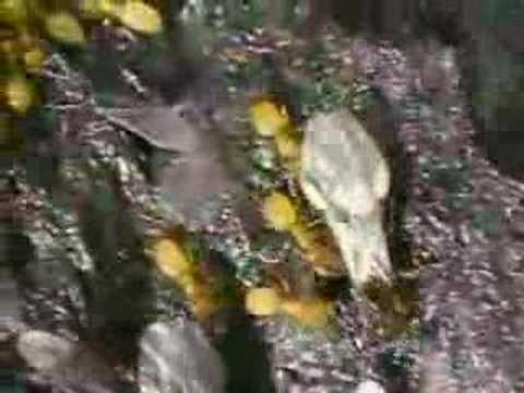 TERMITES VS ANT