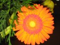 Orange Flower