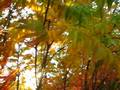videos de Autumn Sumak trees on the West Side of St. Paul
