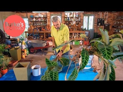 how to transplant kangaroo paws