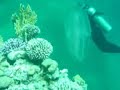 Tauchen in Dahab Rotes Meer Tauchen in Dahab Rotes Meer