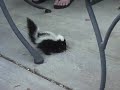 Baby Skunk Rocker yeah