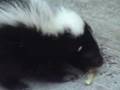 Baby Skunk Rocker yeah