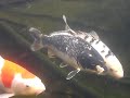 Koi dammen i Irsta Koi dammen i Irsta