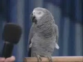 funny bird - can talk funny bird - can talk