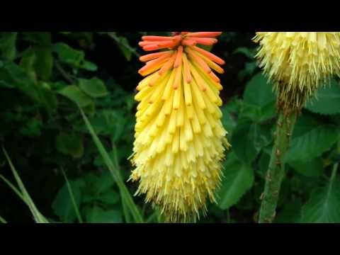 how to grow kniphofia uvaria