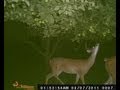 videos de antlers antlers antlers big 8 pointer 6 pointer