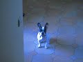 ma bouledogue qui chouine !!! ma bouledogue qui chouine !!!