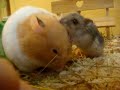 hamster eating hay hamster eating hay