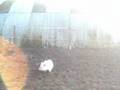 Minipigs - Borsti, Mausi und Truffel in Holland (1)