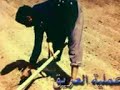 إنتاج المحاصيل (زهرة الحياة) محاصيل حقلية Field crops المحاصيل الزيتية بكلية العلوم الزراعية البيئية بالعريش - شمال سيناء
