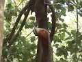 Narrow-billed Woodcreeper