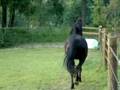 Tennessee Walking Horse jumps 42