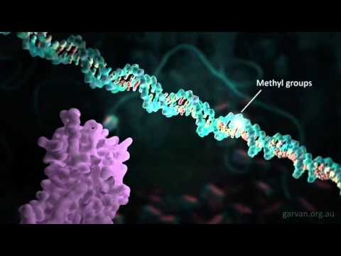 Видео: Генетические маркеры человека