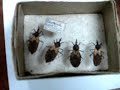 parasitologia- junior alcalde