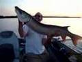 Big momma Muskie (Musky)
