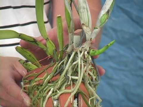 how to replant orchid