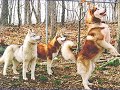 Siberian Husky Puppies by Eduardo Durán Haedo