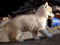 Siberian Husky Puppies 