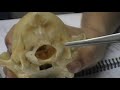 hueso occipital hueso occipital