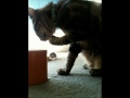 gizmo.wmv