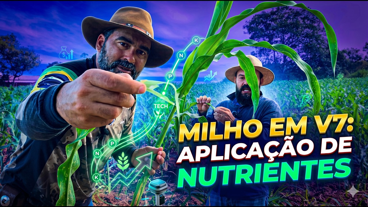 Milho em V7: idade crucial para o desenvolvimento produtivo e aplicação de nutrientes.