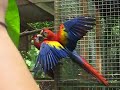 ITAO, Macaw Mountain 2 ITAO, Macaw Mountain 2