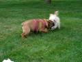 videos de Tuffy plays with friend Ginger