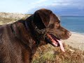 Chocolate & Black Labrador in Pembrokeshire Chocolate & Black Labrador in Pembrokeshire