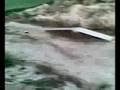 LRP Shark / Inline 380 + Lipo in my backyard