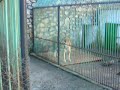 Zoo Roumanie (Resita) pauvres animaux - Tigre