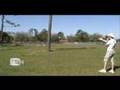 Congo African Grey Freeflight Outdoors (Day2)