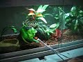Atheris Squam