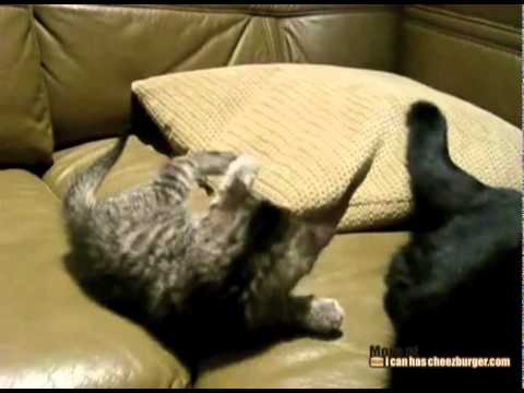 Видео 'Котенок и хвост!'