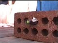 Pneumatic Berry Gun 1.0 Kills Berries Pneumatic Berry Gun 1.0 Kills Berries