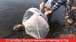 калуга когда ловить рыбу калуга когда ловить рыбу