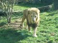 Philadelphia Zoo Lions Late Afternoon Philadelphia Zoo Lions Late Afternoon