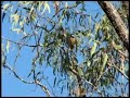Beautiful Rufous Whistler birdsong - Australia