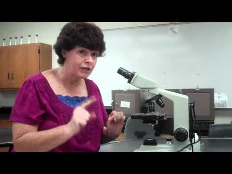microscope -
