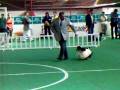 videos de Exposición canina en Honduras