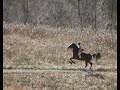 Good Run Good Run
